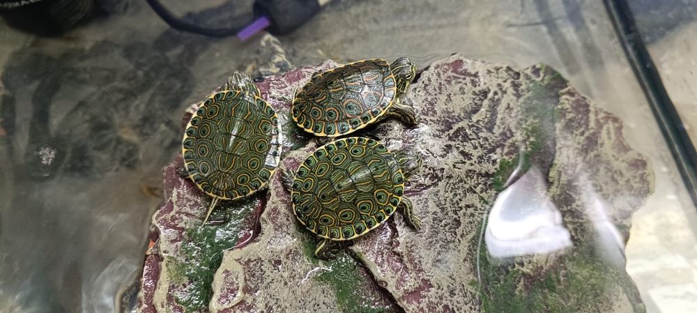 Żółwie Venusta - Trachemys Venusta