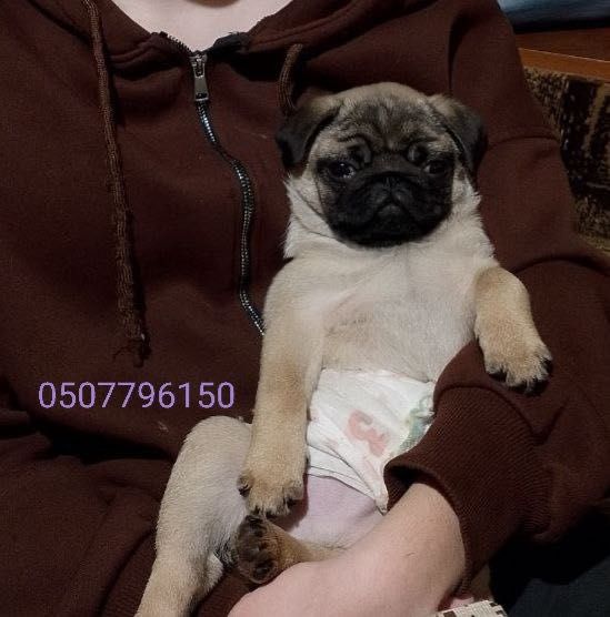 Бежевый мальчик мопс