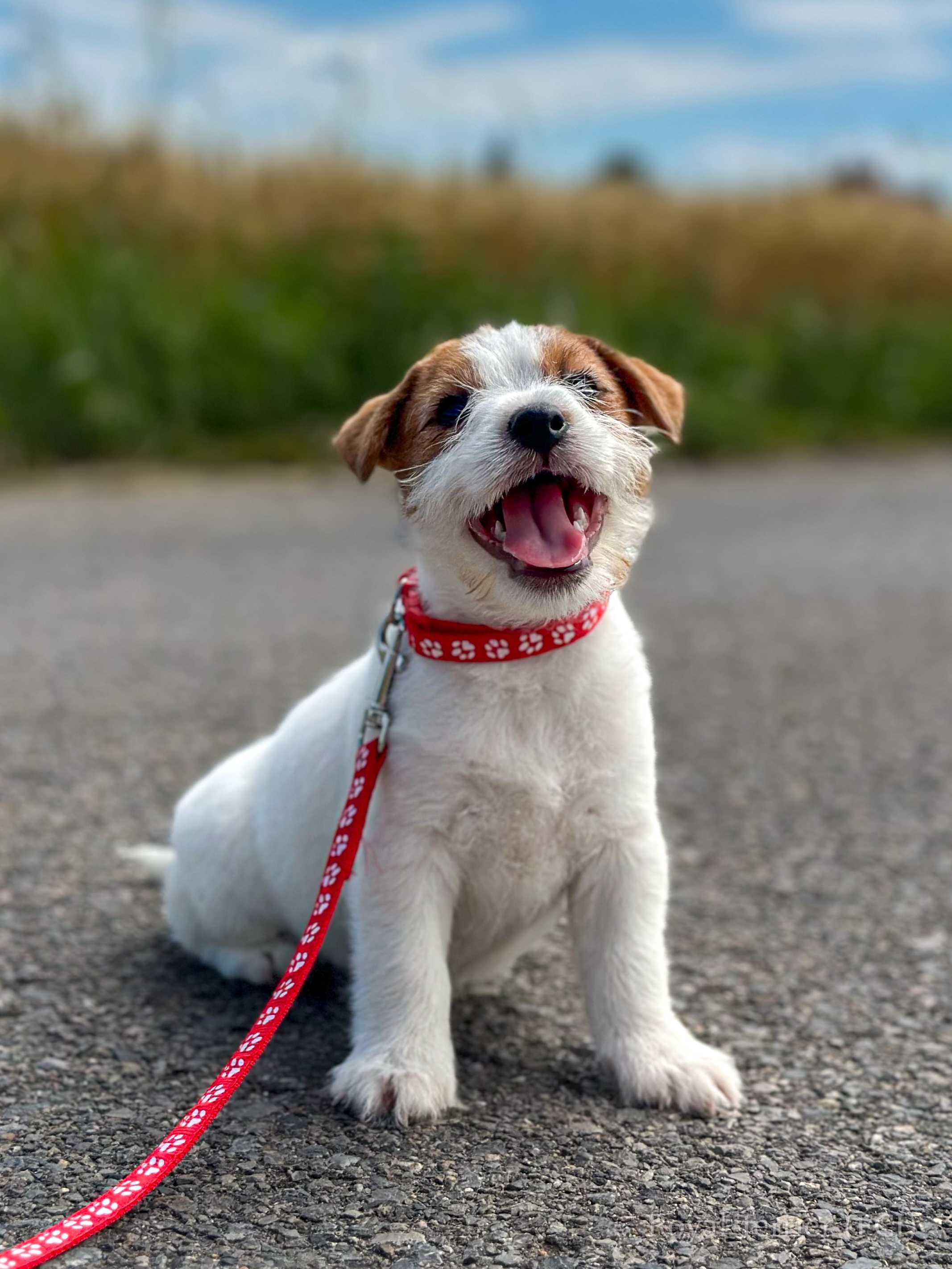 suczka Jack Russell terrier ZKWP/FCI szorstkowłosa
