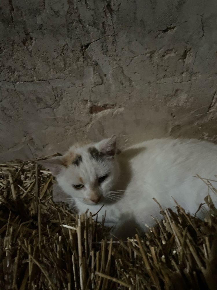 Kot przybłęda oddam w dobre ręce