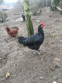 Kogut Australorp