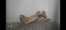 Mandarins Gigantes