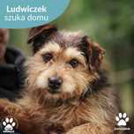 Ludwiczek szuka domu!