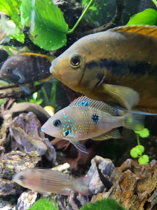 Zamienię samice pielęgnicy Eliota na samca