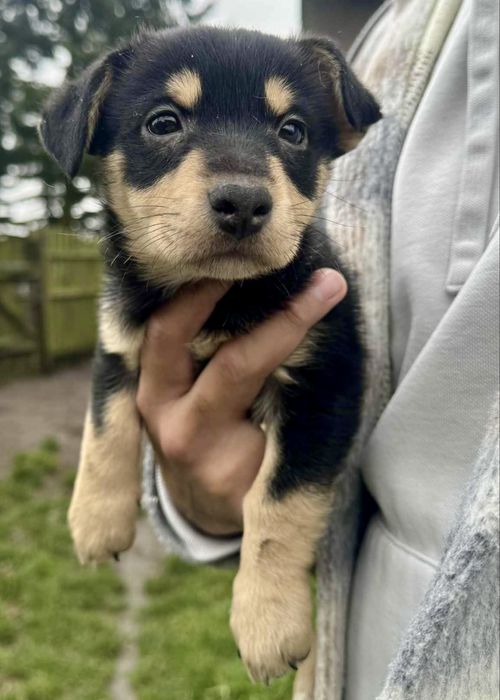 Do adopcji szczeniki