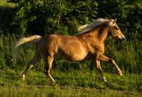 Klacz haflinger 13 lat konie