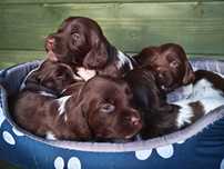 Polski Spaniel Myśliwski