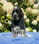 Cocker Spaniel Angielski