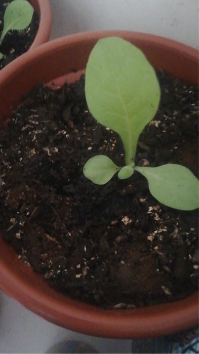 Sementes de tabaco