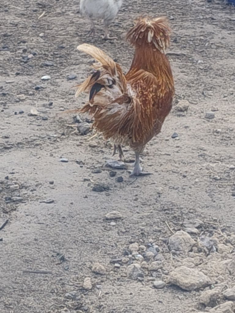 Czubatka wielblondzka