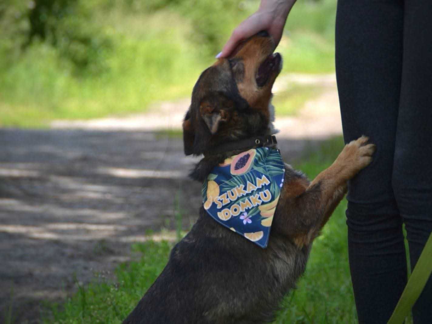 Cypisek - mały rezolutny radosny piesek ADOPCJA