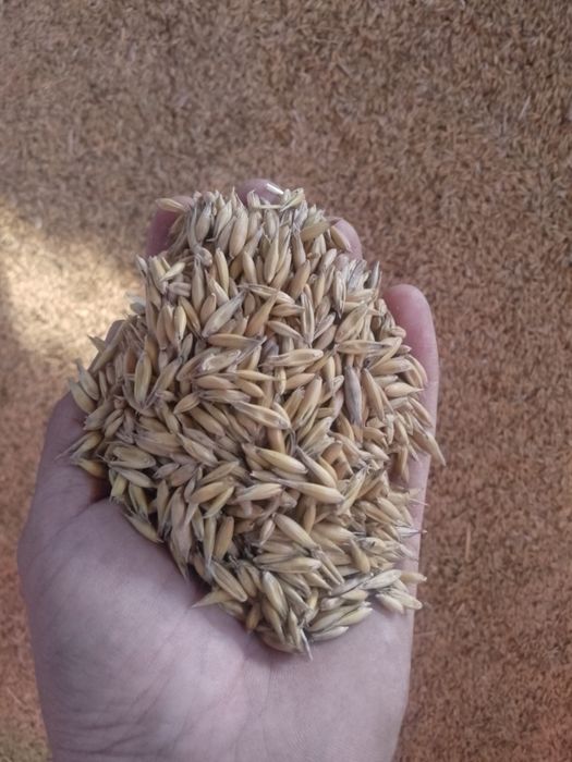 Owies jary zbiór 2025