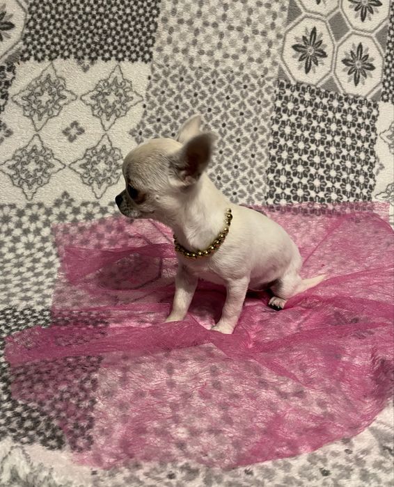 Śliczna biała suczka Chihuahua mini krótkowłosa