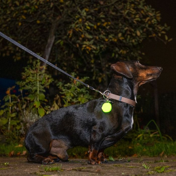 Lampka LED do obroży dla psa pomarańczowa