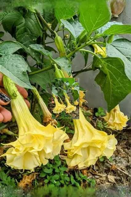 Datura Burgmansja rozsady