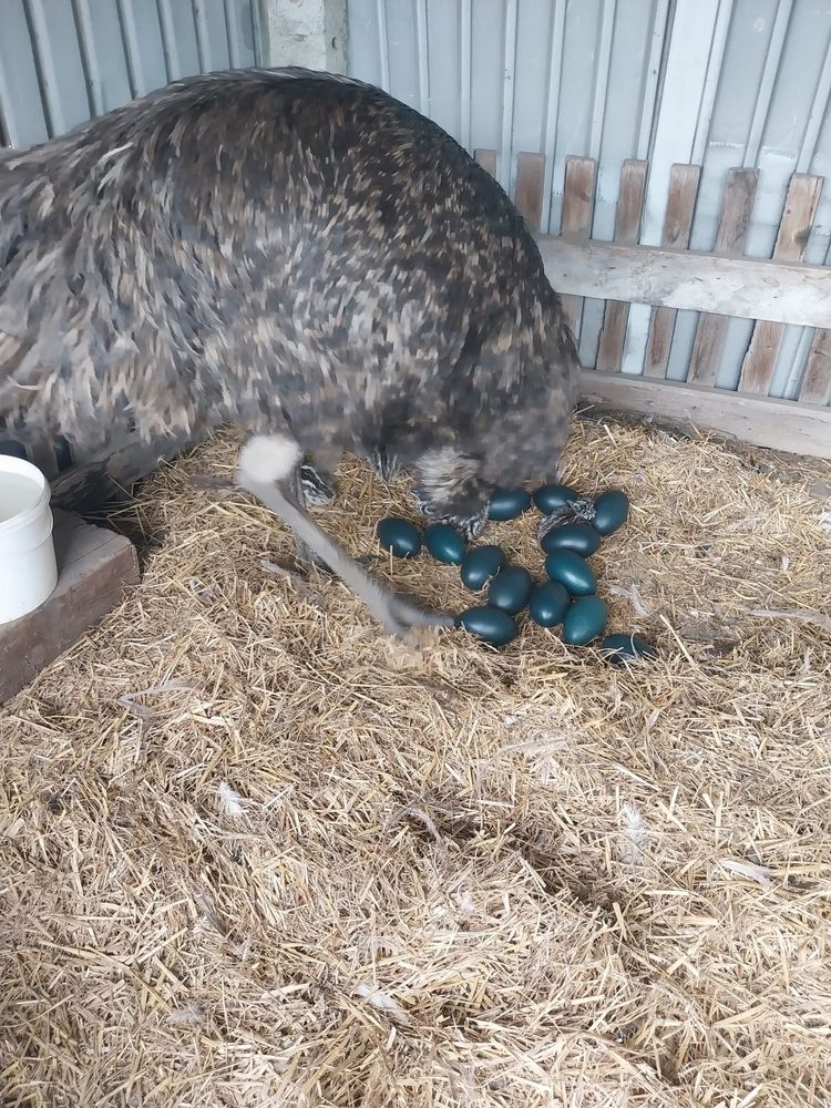 Emu mlode z czerwca