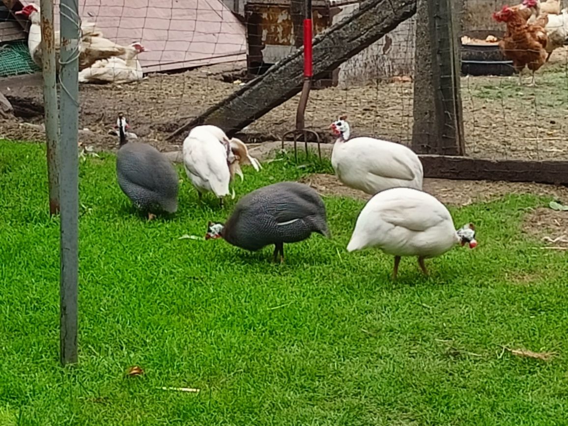 Sprzedam perliczki
