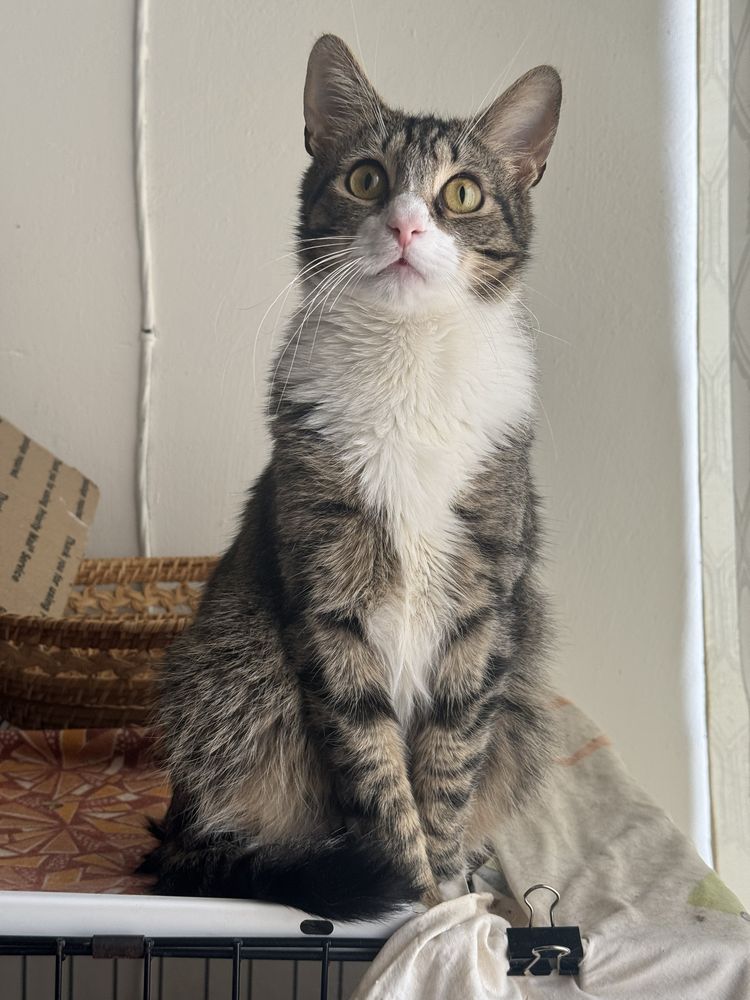 Котик в добрі руки