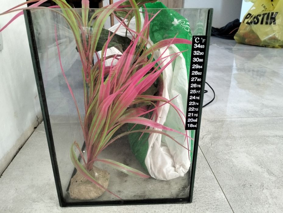 Akwarium z roślinami i kamykami