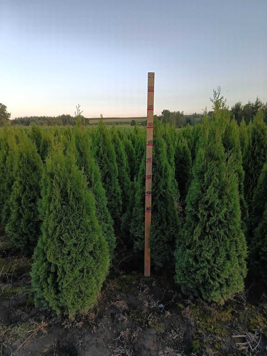 Tuja,Szmaragd,Bonsai,Spirale-P9-P11,60-200cm,prunus,irga