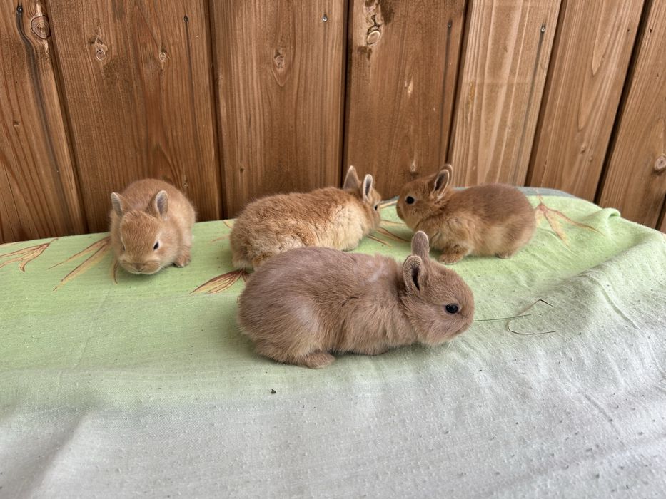 Królik karzełek miniaturka