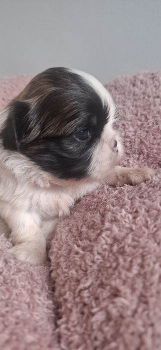 ZAREZERWONANA Sunia rasy shih tzu tricolor