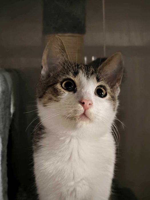 Kocurek słodziak szuka domu