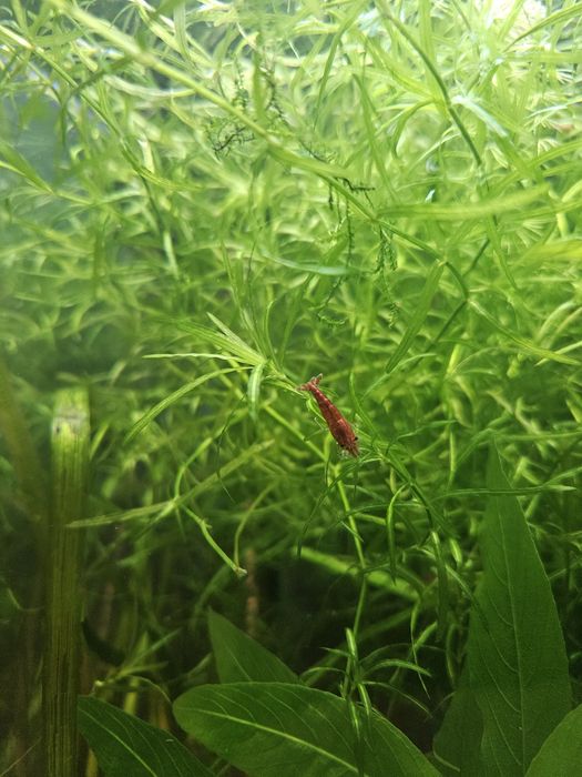 15 camaroes Red Cherry