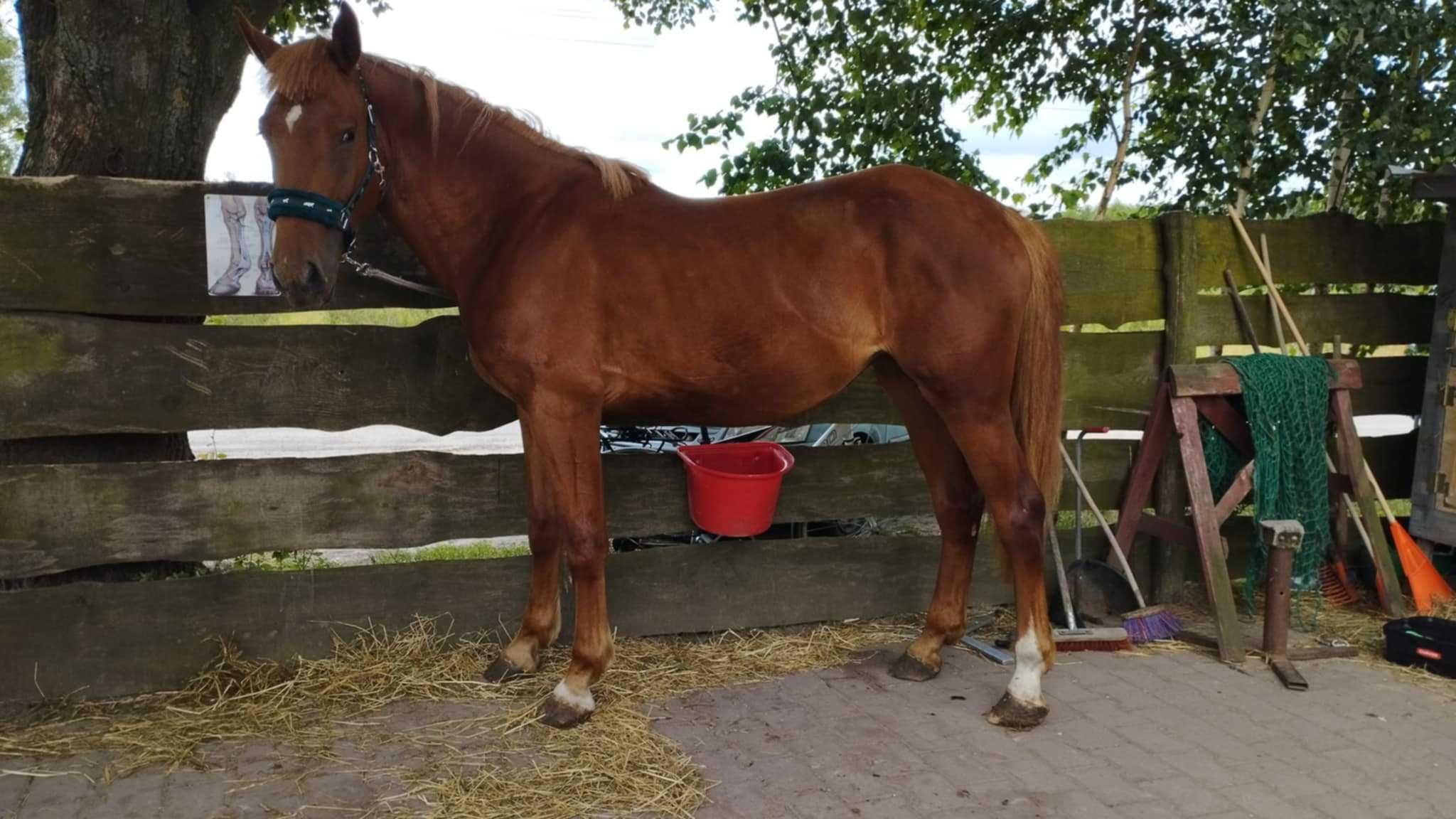 klacz 2-letnia po Emerald Silver/Emerald van't Ruytershof/Uroczy