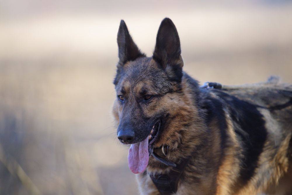 BLEJZ - pies dla osoby z doświadczeniem