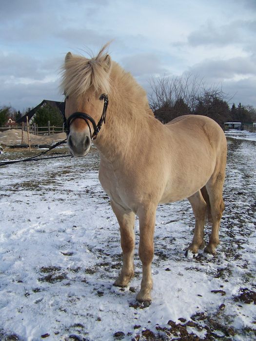 Ogier fiord niemieckiej hodowli ujeżdżony z polską licencją
