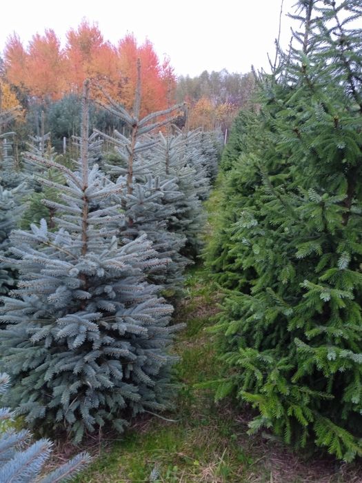 Sadzonki iglaków od 1m prosto z pola