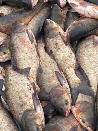 Продається жива риба Товстолоб 3-6 кг є об’єм!