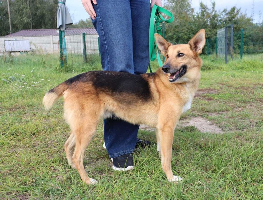 spokojny i łagodny piesek czeka na dom