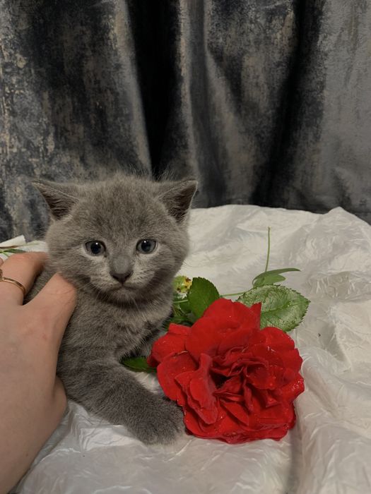 Продаю Британських  кошенят