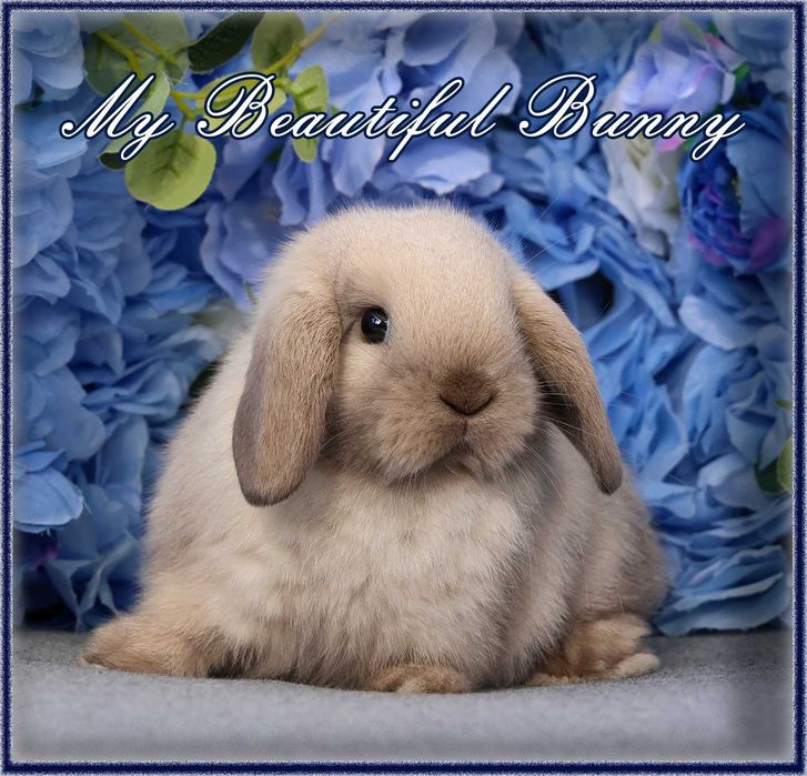 Młody Piękny króliczek Mini Lop - Cream