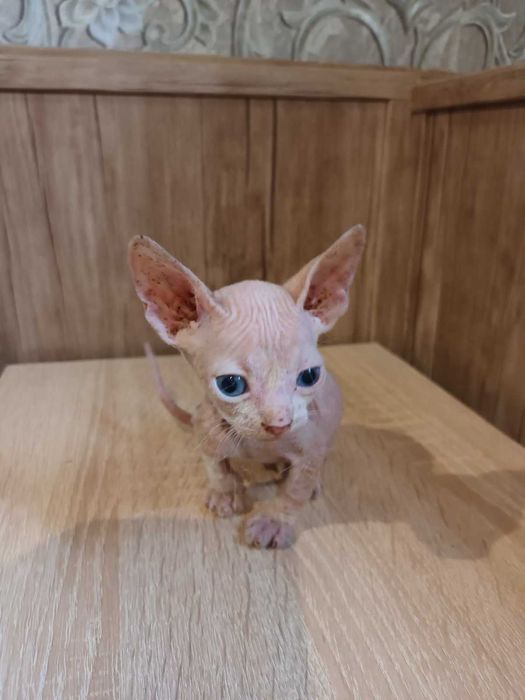 Лисі кошенята, донський сфінкс.