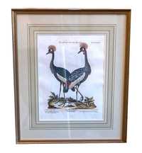 George Edwards (1694 - 1773) wizerunki ptaków miedzioryt