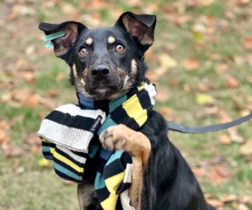 отдам бесплатно собаку, Лара 1 год