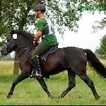 Stanówka ogierem huculskim JUNIOR