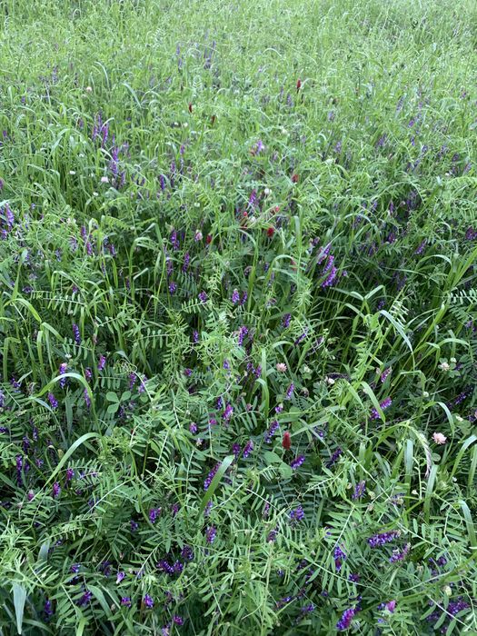 Fardos de feno-silagem