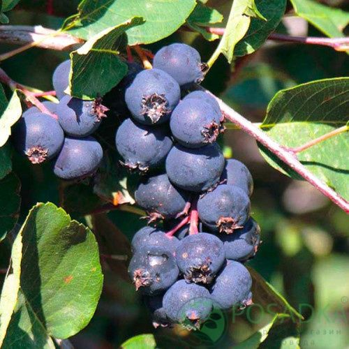 Ірга канадська,1-3 річні саджанці