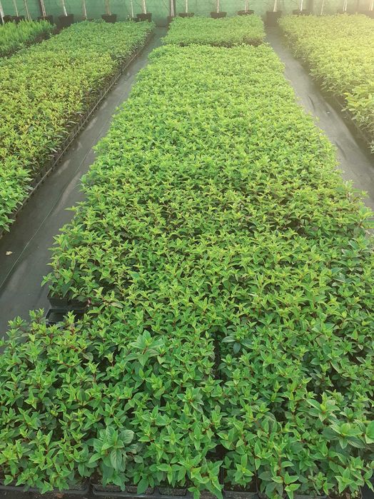 Hortensja bukietowa p9 i pienna C 2