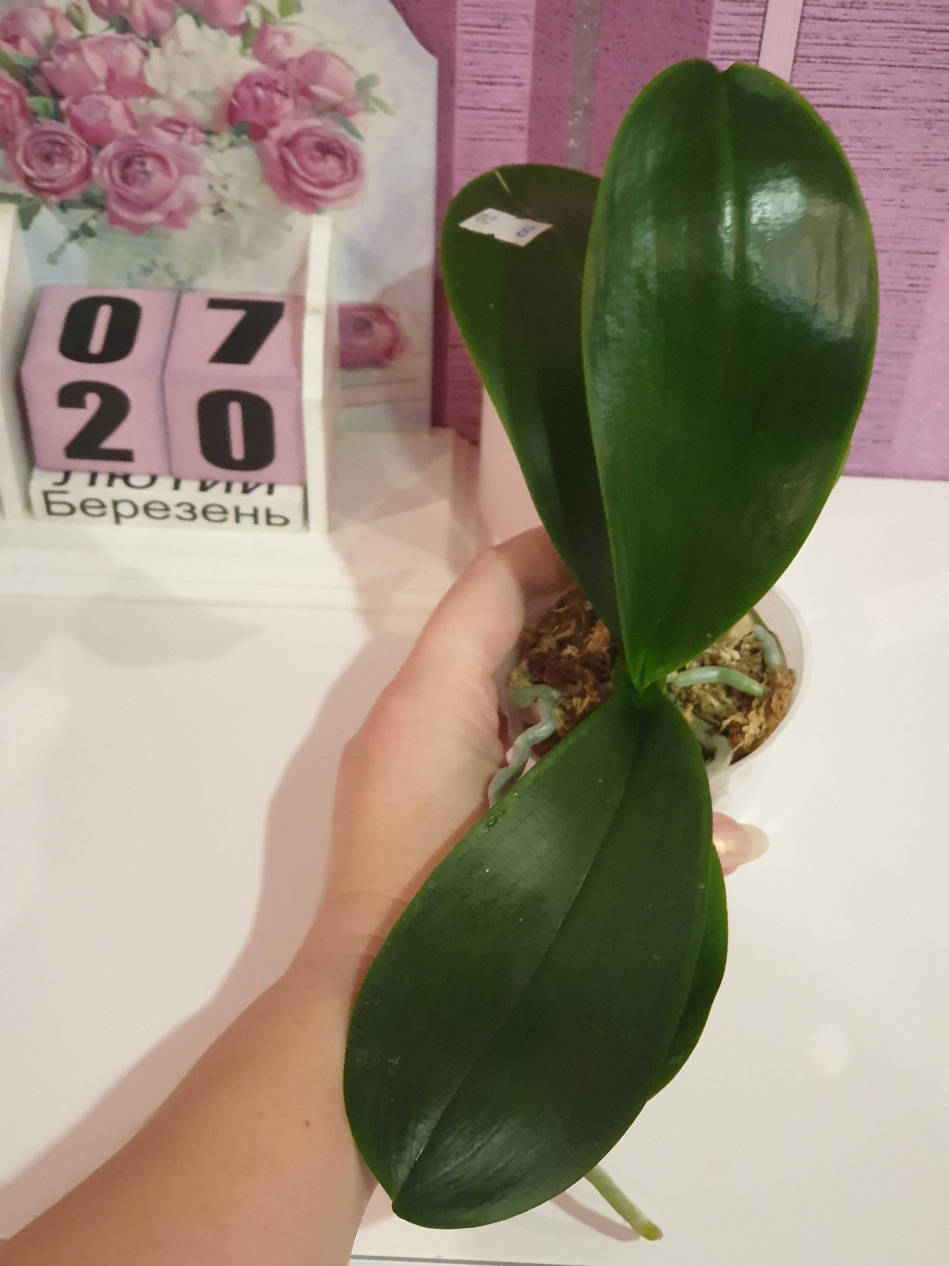 Орхидея бабочка Fangmei A Hot peloric