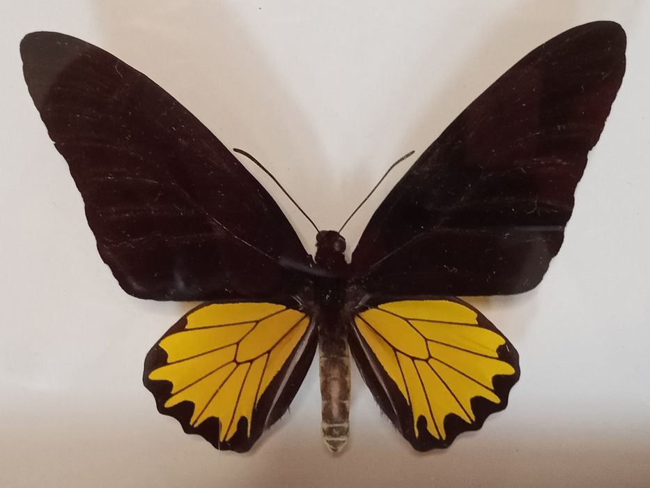 Motyl w ramce 17x22 cm . Troides Helena .