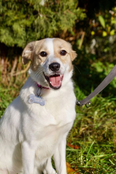 Mała roczna Kiwi czeka na dom