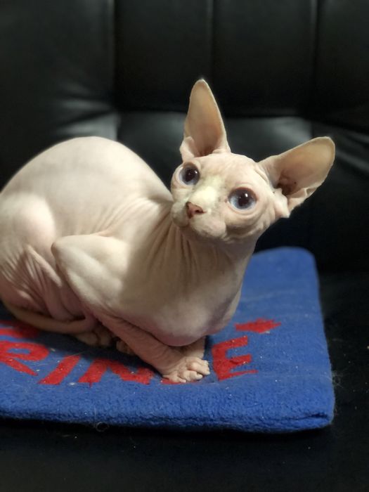 Канадский сфинкс кошка