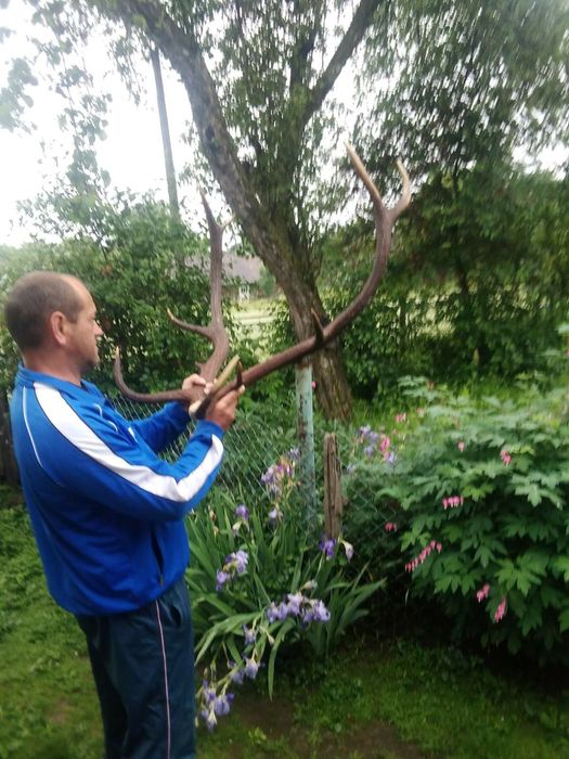 Продам роги оленя