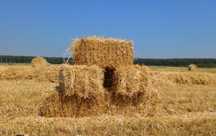 Продам тюки з пшеничної соломи