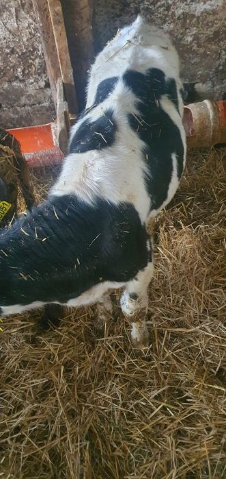 Cielęta mięsne cielaki mm hf samodzielne polskie gospodarstwo i na mle